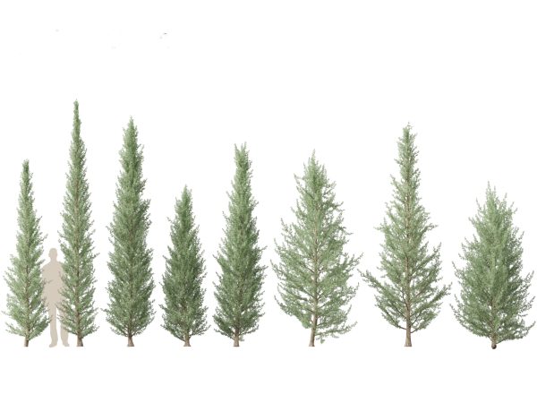 Alpine & Mountain Conifers Pack 14 - Image 3