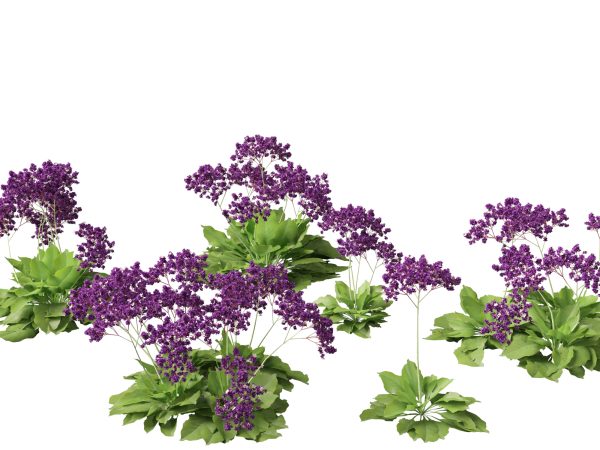 Mediterranean & Arid Plants Pack 44 - Image 16
