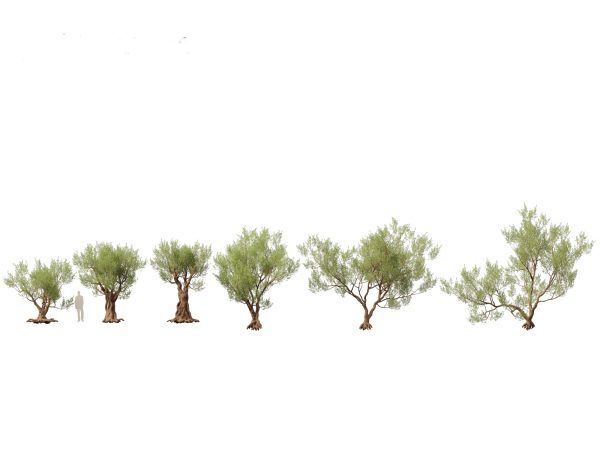 Mediterranean Garden Trees Pack 03 - Image 8
