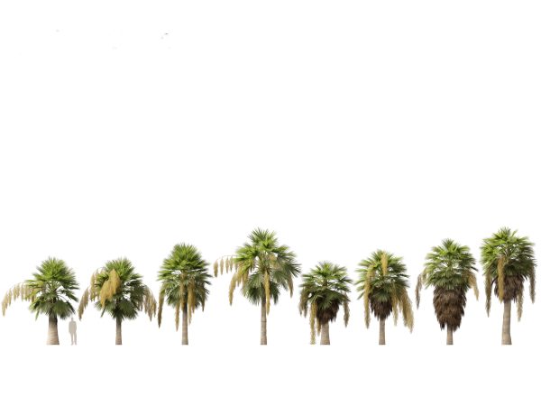 Palms & Exotics Pack 25 - Image 7