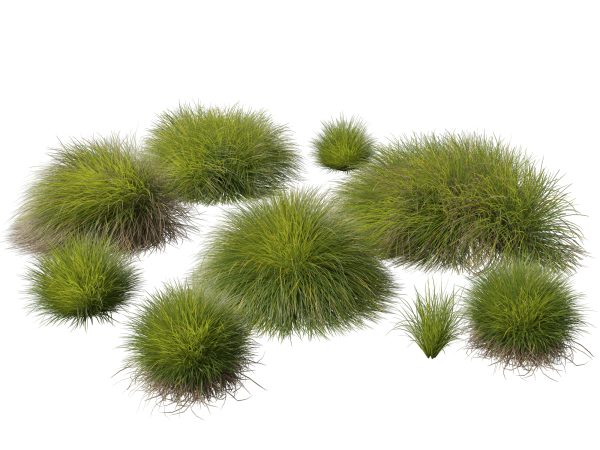 Lomandra confertifolia Little Con - Small Mat Rush 3D Model