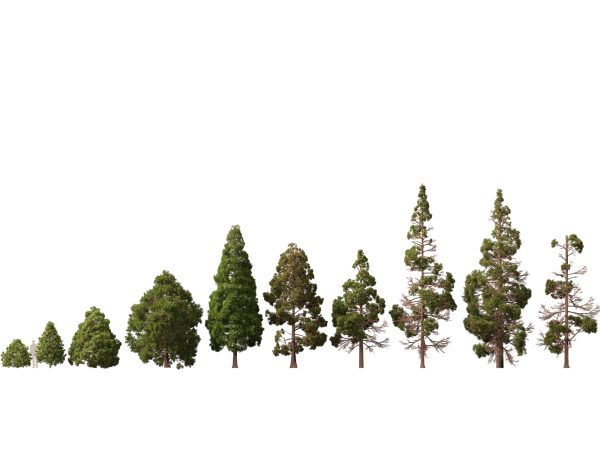 UE5 Wind Plants - cryptomeria japonica - Japanese cedar - Image 2