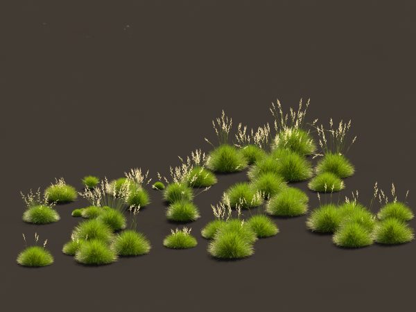 Decorative Ornamental Grasses Pack 29 - Image 6