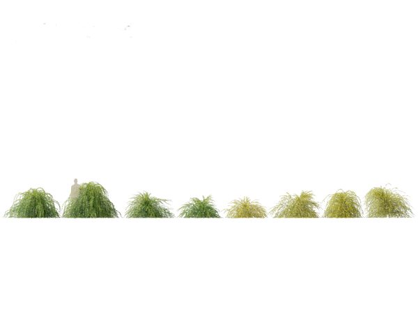Flowering Shrubs & Blossoms Pack 04 - Image 13