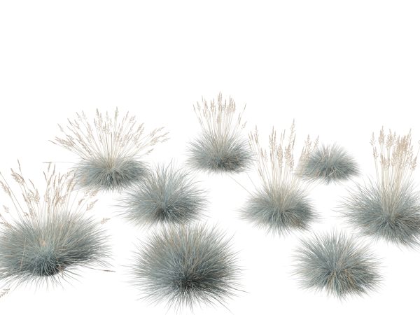 Meadow & Grassland Plants Pack 34 - Image 22
