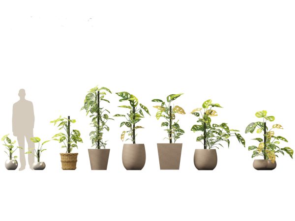 Large Potted Greenery Pack 40 - Image 11