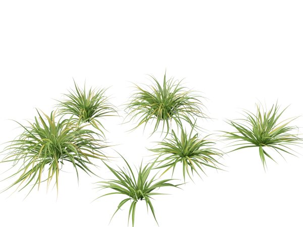 Tropical & Architectural Foliage Pack 51 - Image 27