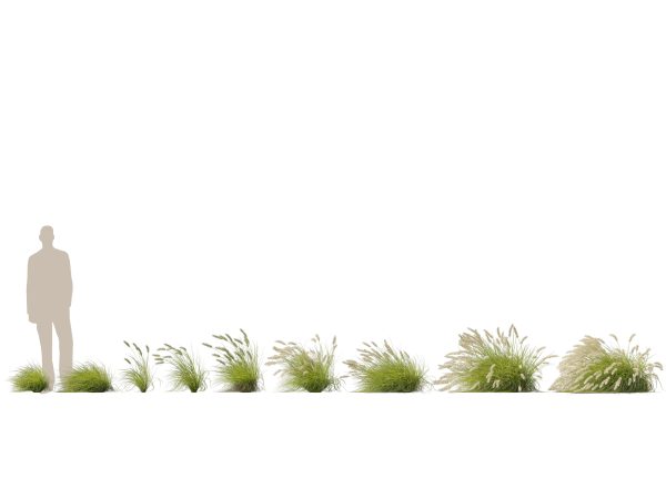 Pennisetum alopecuroides Pennstripe – Swamp Foxtail Grass 02 3D Model - Image 2