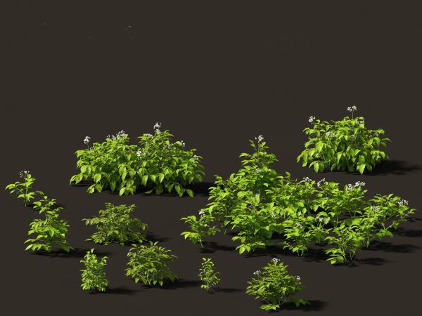 Edible Garden Plants Pack 28 - Image 16