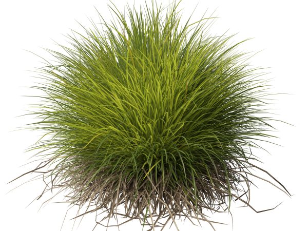 Lomandra confertifolia Little Con - Small Mat Rush 3D Model - Image 4