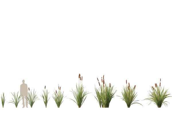 Aquatic & Pond Plants Pack 09 - Image 14