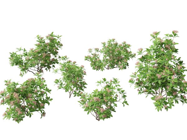 Aquatic & Wetland Plants Pack 45 - Image 10