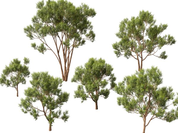 Tropical & Subtropical Trees Pack 46 - Image 7
