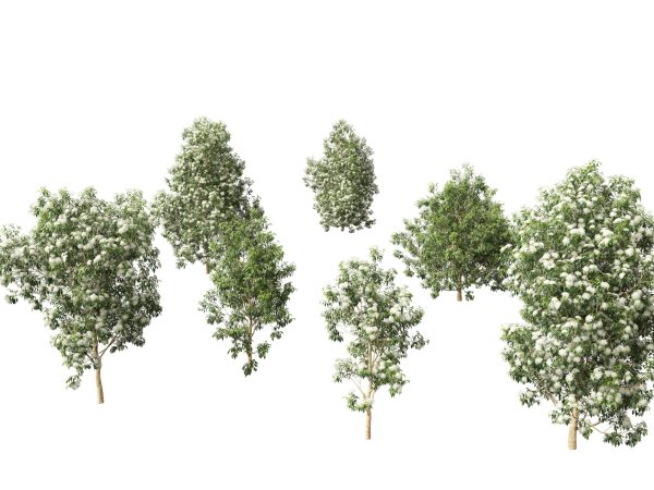 Australian Native Trees Pack 31 - Image 3
