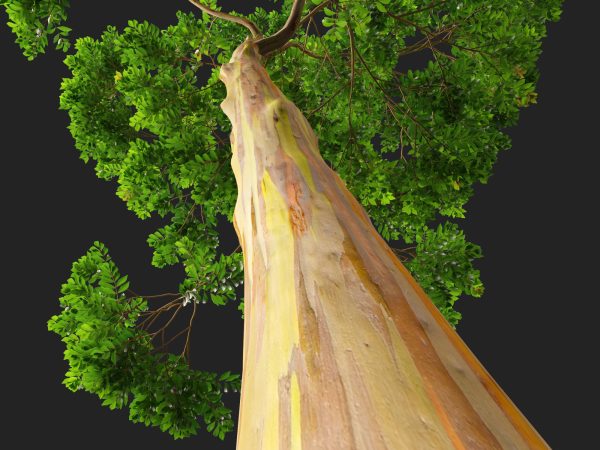 Eucalyptus deglupta - Rainbow Gum 3D Model - Image 3