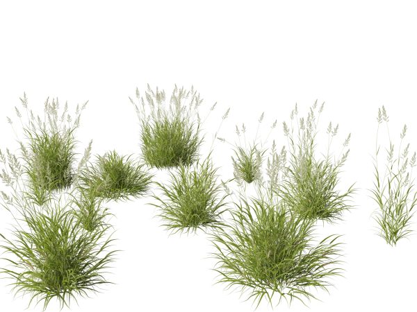 Elegant Garden Grasses Pack 38 - Image 19