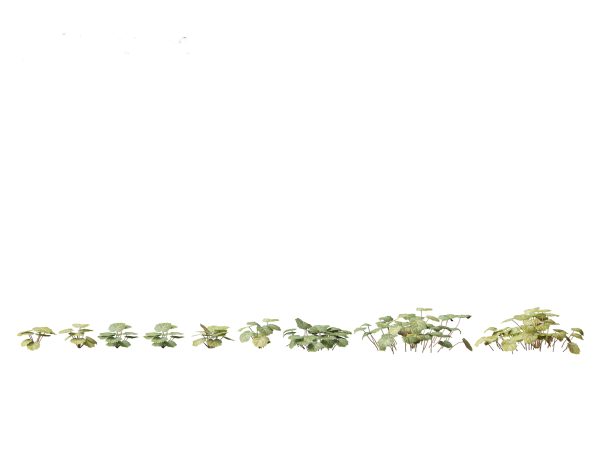 Aquatic & Wetland Plants Pack 45 - Image 14