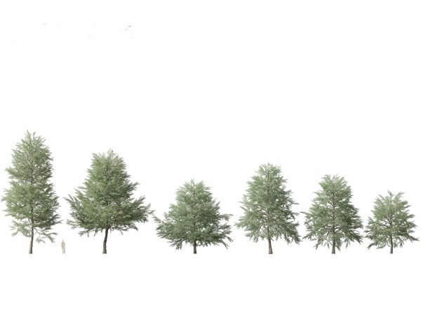 Parkland & Avenue Trees Pack 12 - Image 12