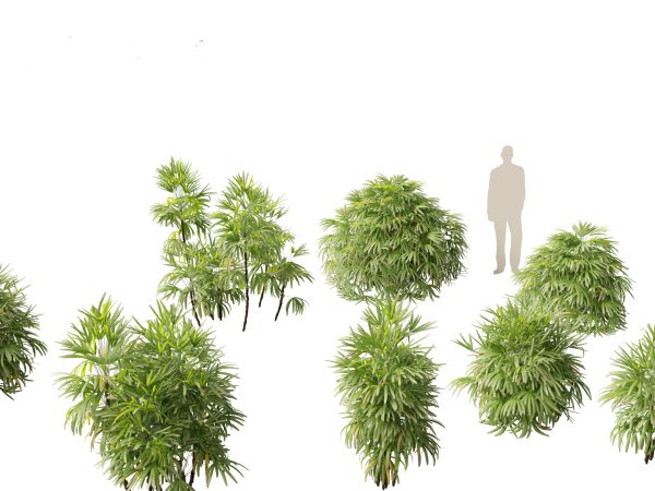 Exotic Tropical Greenery Pack 36 - Image 12