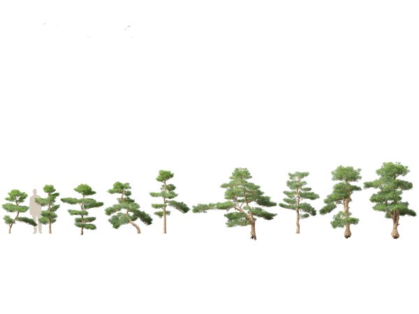 Evergreen Conifers Pack 05 - Image 12