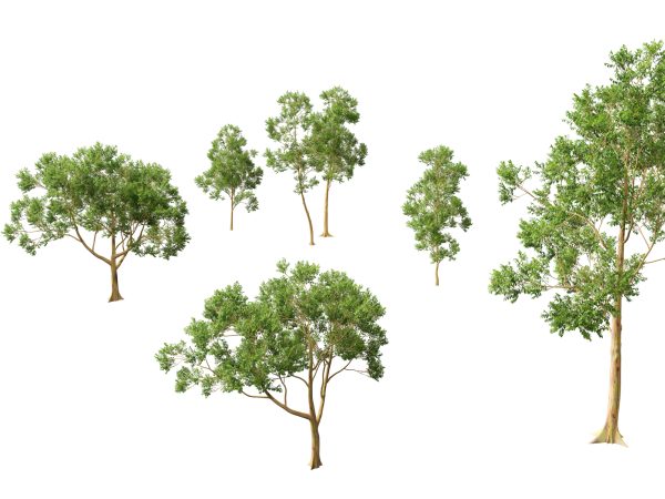 Eucalyptus deglupta - Rainbow Gum 3D Model - Image 8