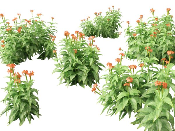 Flowering Garden Shrubs Pack 47 - Image 21