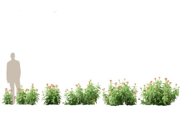Flowering Garden Shrubs Pack 47 - Image 20