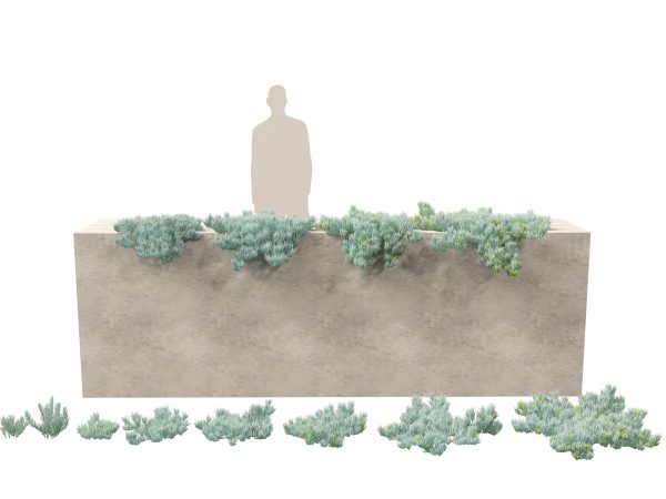 Arid & Savanna Trees Pack 24 - Image 14