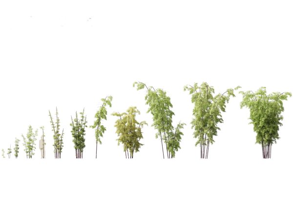 Elegant Bamboo & Grasses Pack 33 - Image 10