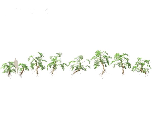 Jungle Foliage Pack 16 - Image 15