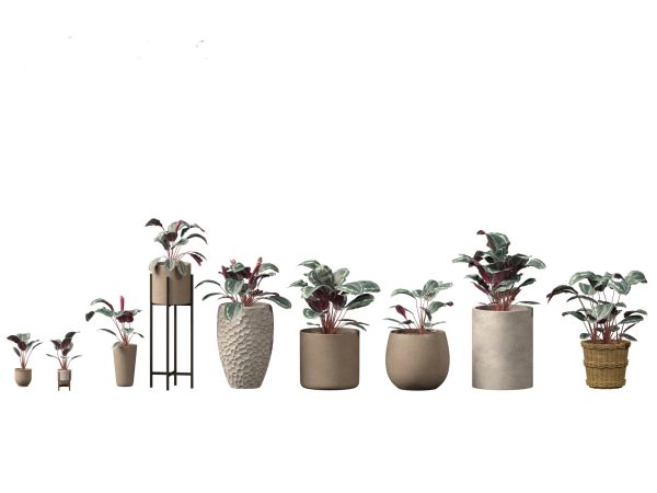 Chic Indoor Potted Plants Pack 27 - Image 3