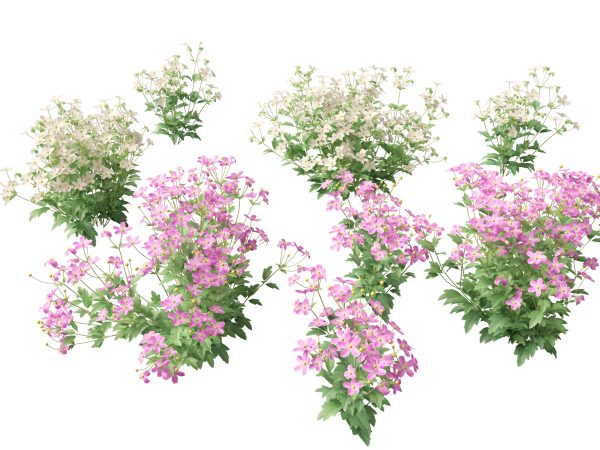 Flowering Perennials & Herbs Pack 42 - Image 3