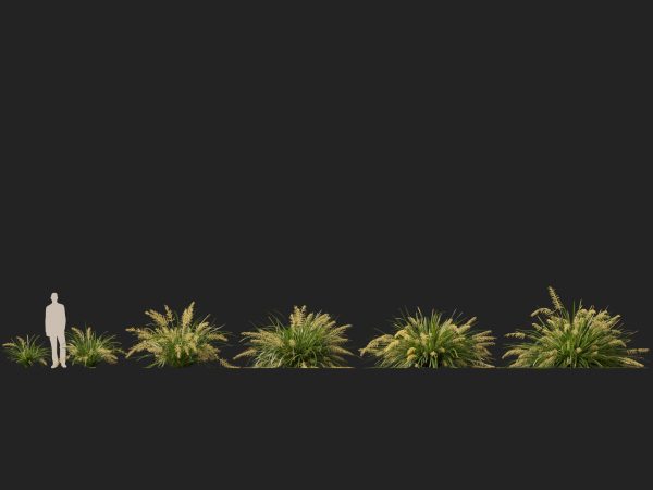 Lomandra hystrix Katie Belles - Slender Mat Rush 3D Model - Image 12