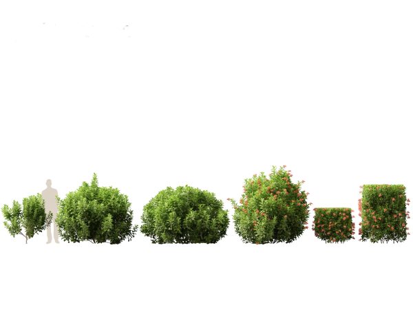 Tropical & Architectural Foliage Pack 51 - Image 10