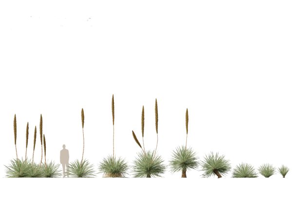 Succulents & Desert Plants Pack 07 - Image 8