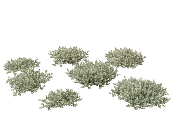 Australian Garden Essentials Pack 30 - Image 11