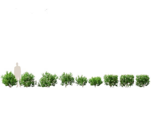 Flowering Shrubs & Blossoms Pack 04 - Image 10