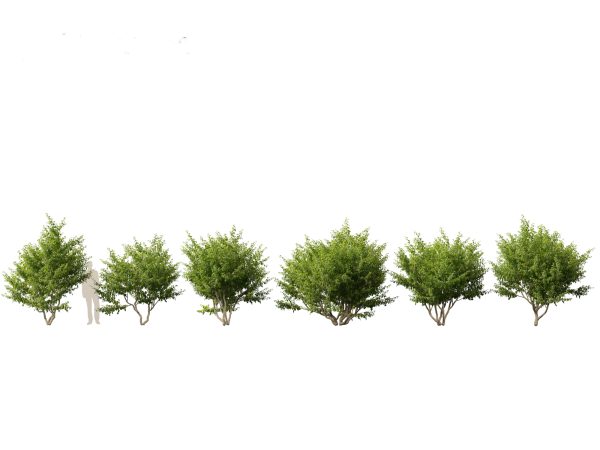 North American Trees & Shrubs Pack 43 - Image 11