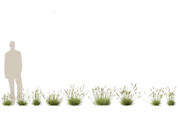 Meadow & Grassland Plants Pack 34 - Image 8