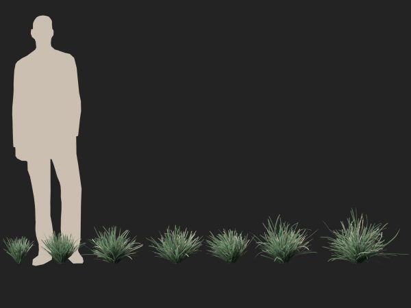 Lomandra filiformis Savanna Blue - Wattle Mat-Rush 3D Model - Image 10