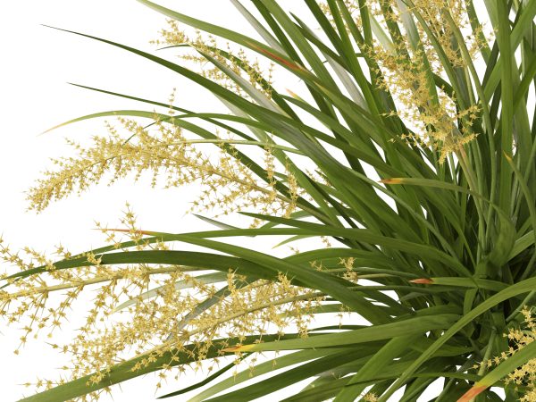 Lomandra hystrix Katie Belles - Slender Mat Rush 3D Model - Image 4