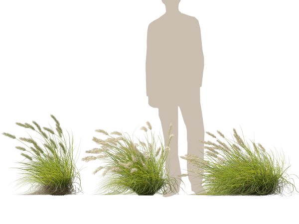 Pennisetum alopecuroides Pennstripe – Swamp Foxtail Grass 02 3D Model - Image 7