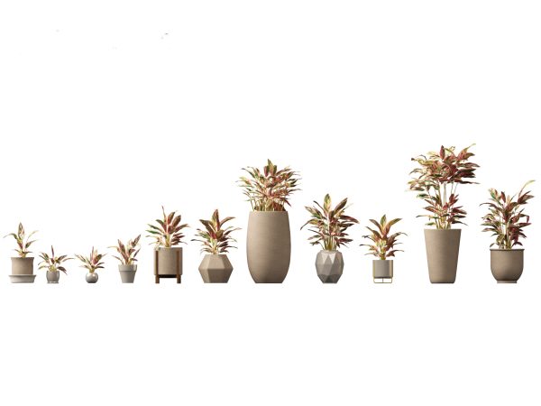 Decorative Indoor Plants Essentials Pack 41 - Image 13