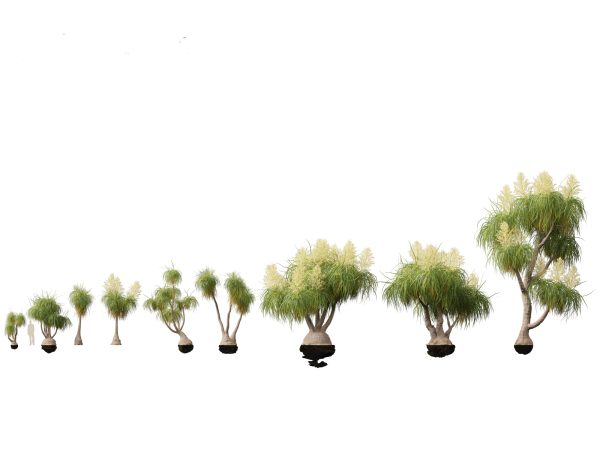 Tropical & Architectural Foliage Pack 51 - Image 22