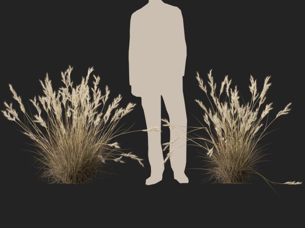 Rytidosperma caespitosum - Common Wallaby-grass 3D Model - Image 8