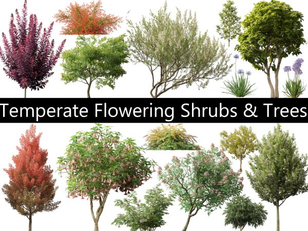 Temperate Flowering Shrubs & Trees Pack 54