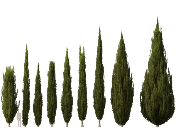 Mediterranean Garden Trees Pack 03 - Image 15