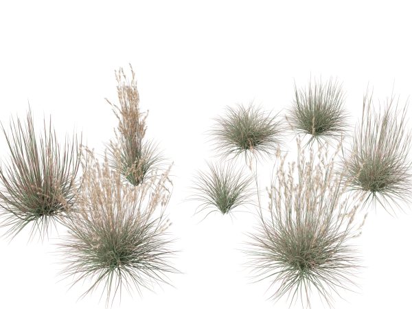 Meadow & Grassland Plants Pack 34 - Image 32