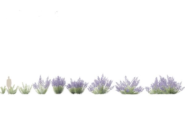 Mediterranean & Arid Plants Pack 44 - Image 13