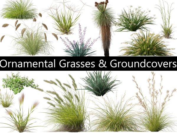 Ornamental Grasses & Groundcovers Pack 48